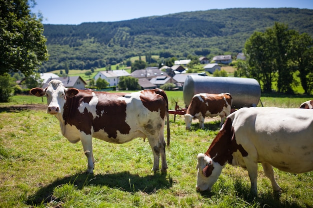 Free photo herd of cows producing milk for gruyere cheese in france in the spring