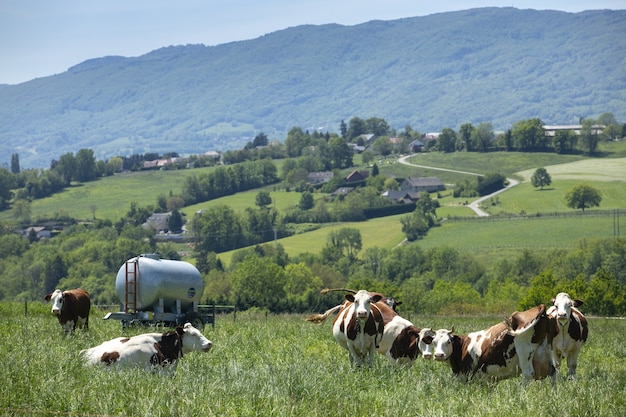 Free photo herd of cows producing milk for gruyere cheese in france in the spring