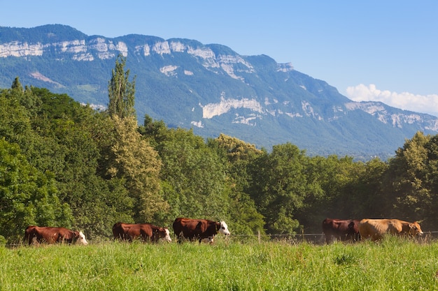 Free Photo herd of cows producing milk for gruyere cheese in france in the spring