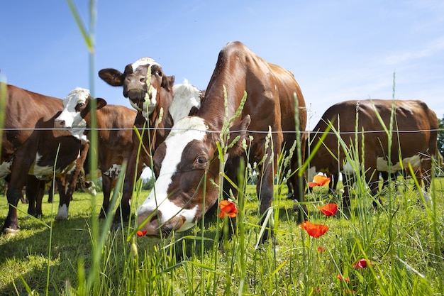 Free photo herd of cows producing milk for gruyere cheese in france in the spring