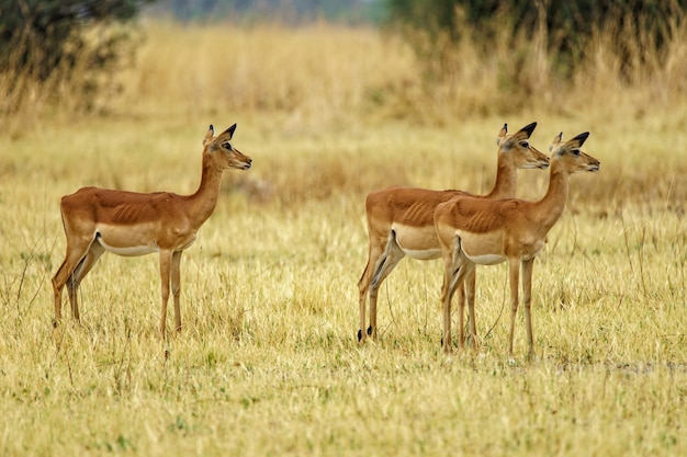 Herd of deer walking in a grassy field in nature with a blurry background