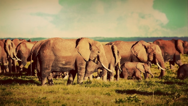 Free photo herd of elephants