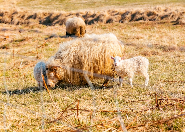 herd of sheep eating grass in the field