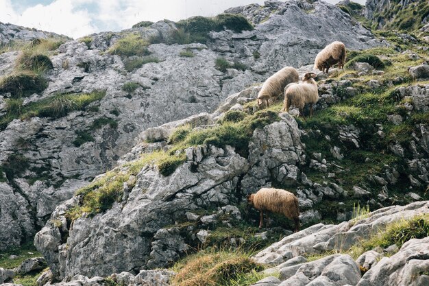 Herd of sheep grazing in the mountains