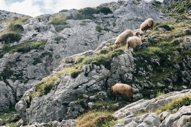 Herd of sheep grazing in the mountains