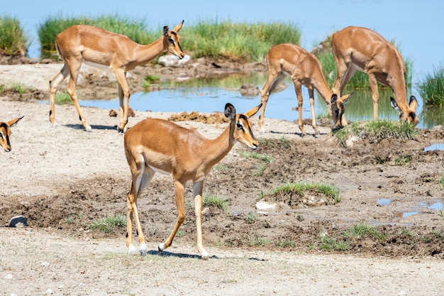 Free photo herd of springboks antelopes and ostriches at waterhole, okaukuejo, etosha national park, namibia