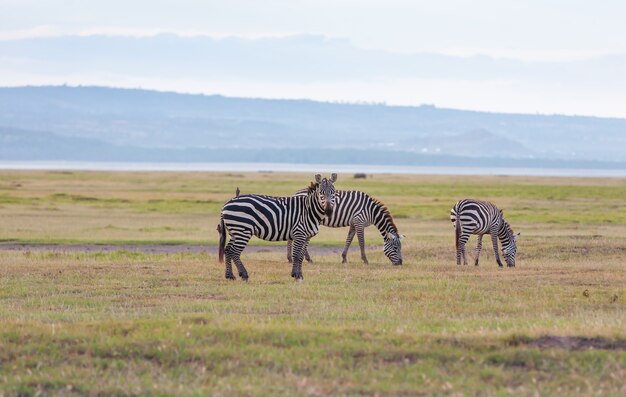 Herd of wild zebras in a African flood plain