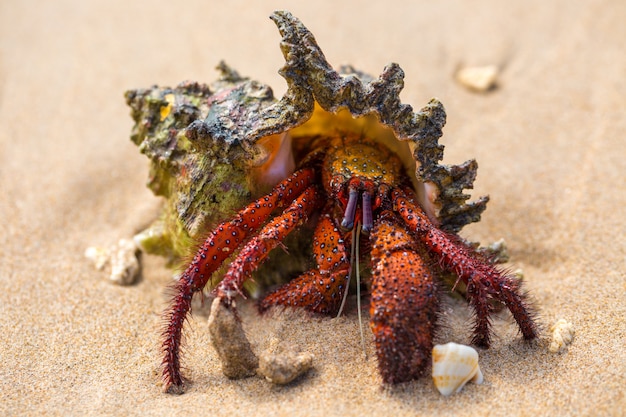 Free photo hermit crab on the beach