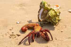 Free photo hermit crab on the beach