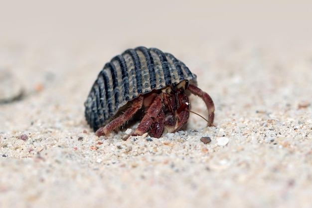 Free photo hermit crab walking on the white sand hermit crab closeup on sand