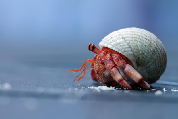 hermit crab walking on the white sand Hermit crab closeup on sand