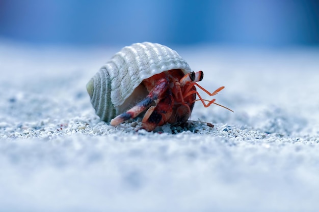 Free photo hermit crab walking on the white sand hermit crab closeup on sand