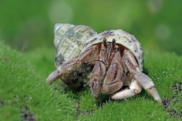 Free photo hermit crab walking on the white sand hermit crab closeup on sand