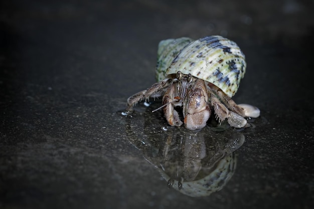 Free photo hermit crab walking on the white sand hermit crab closeup on sand