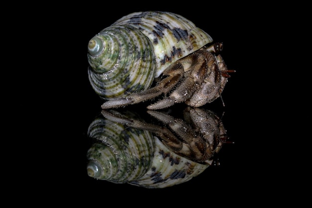 Free photo hermit crabs with black background hermit crabs closeup