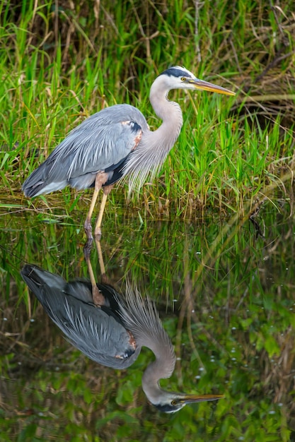 Free photo heron in everglades