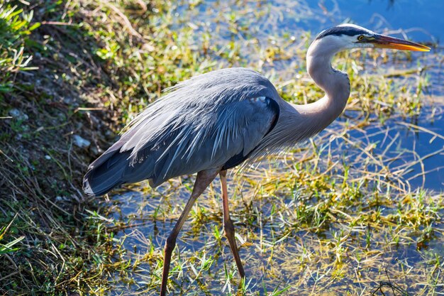 Heron in Everglades