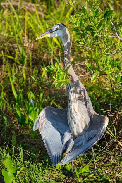 Free Photo heron