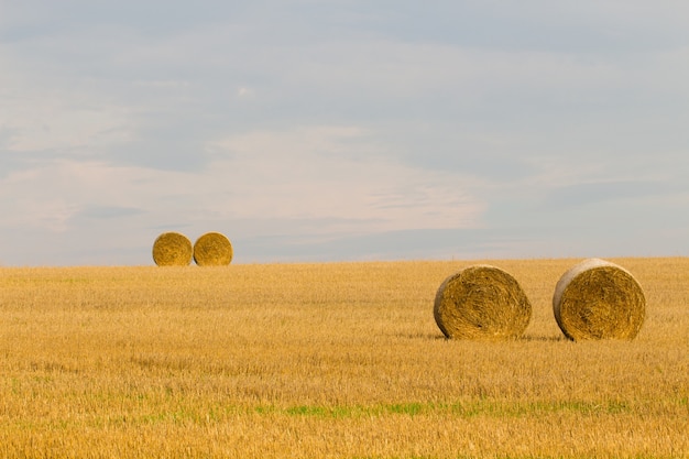 Free Photo hey rolls in the valley in a rural area