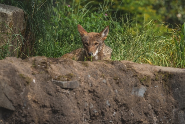 Hiding red wolfe