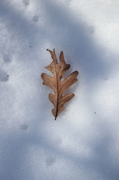 High angel shot of an autumn leaf on the snow