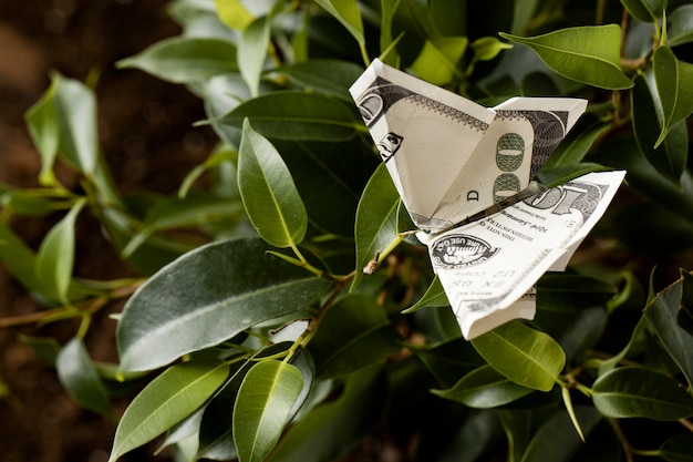 Free Photo high angle of banknote on plant