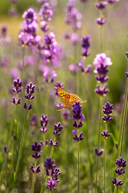 High angle beautiful butterfly in lavender field