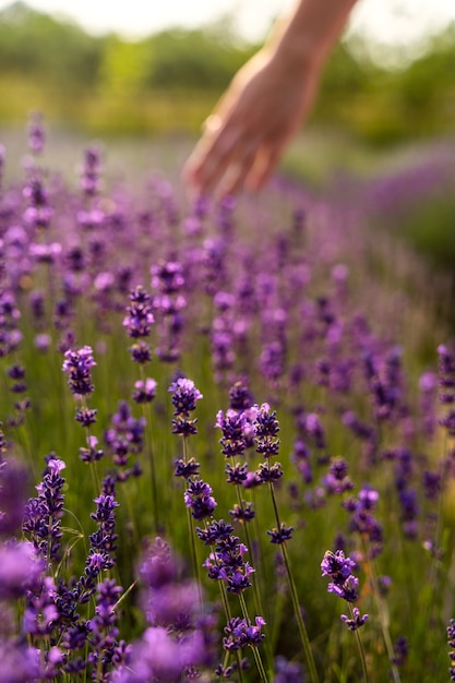 High angle beautiful lavender field