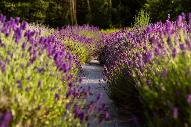 Free photo high angle beautiful lavender and path