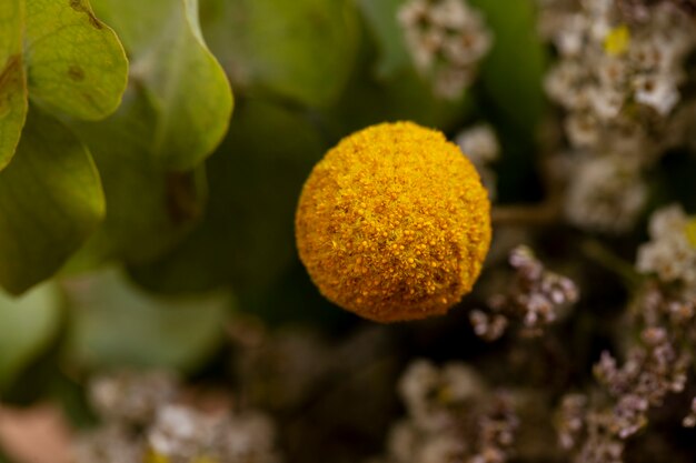 High angle beautiful yellow flower