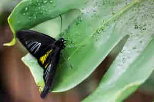 Free photo high angle black butterfly on leaf