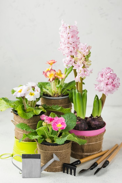 Free Photo high angle blooming flowers pots