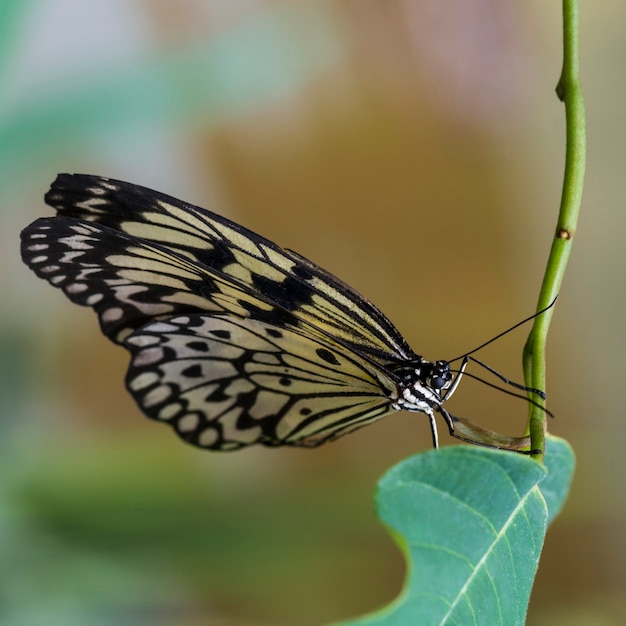 Free photo high angle butterfly on stem