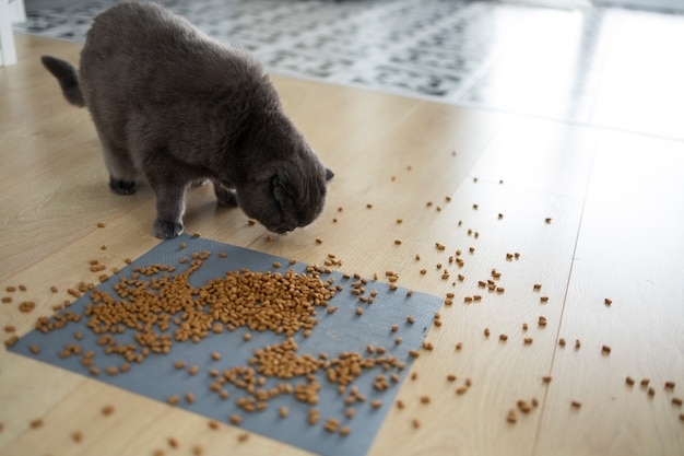 Free photo high angle cat eating food on floor