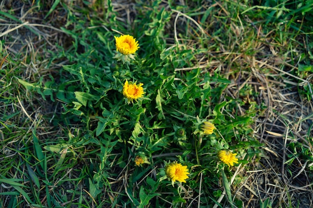 Free photo high angle closeup shot of common dandelions growing on the soil