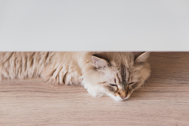 Free photo high angle closeup shot of a cute cat lying on the wooden floor under a white surface