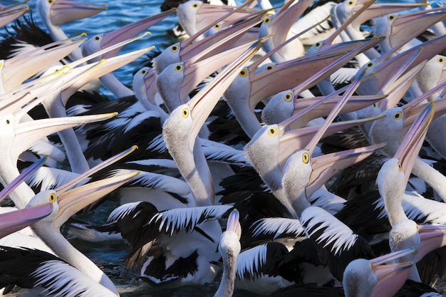 Free photo high angle closeup shot of a flock of pelicans