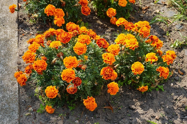 High angle closeup shot of orange Mexican marigold flowers in bushes near a street