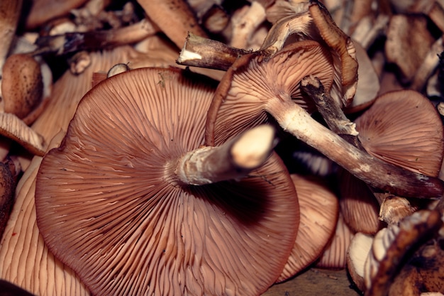 Free photo high angle closeup shot of a pile of exotic brown mountain mushrooms