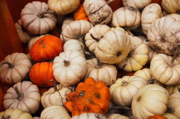 High angle closeup shot of white and orange pumpkins harvest