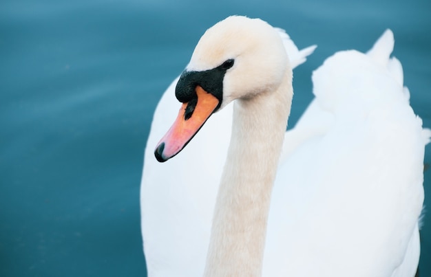 High angle closeup shot of a white swan swimming in the lake