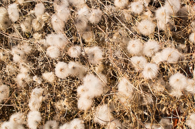 Free Photo high angle closeup shot of white wild plants with dry sticks