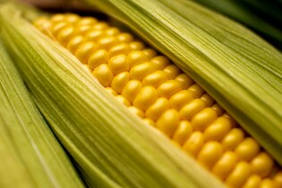 Corn photos