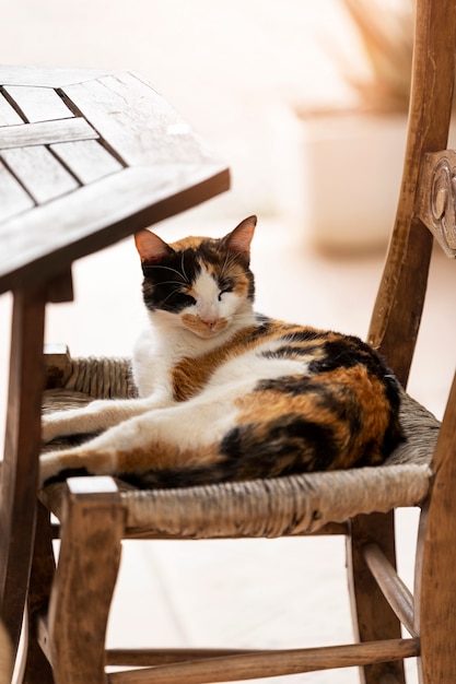 High angle cute cat laying on chair