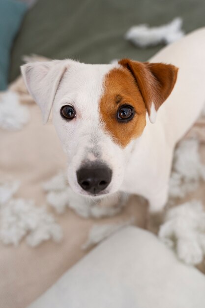 High angle cute dog making a mess