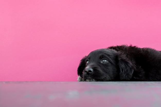 Free Photo high angle cute dog sitting on floor