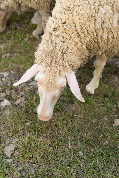 Free photo high angle cute sheep in the field