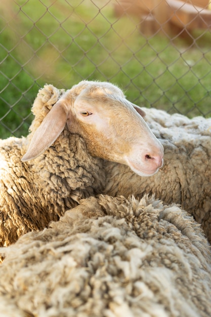 Free photo high angle cute sheep in nature