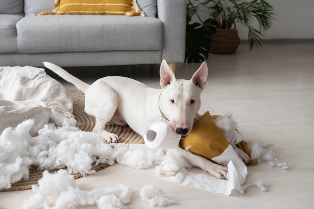 Free Photo high angle dog biting toilet paper