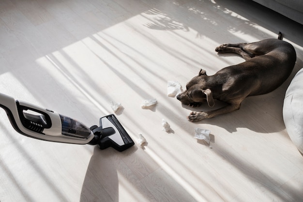 Free Photo high angle dog looking at vacuum cleaner